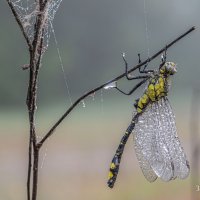 Стрекозка,в утреннем душе. :: Роман Зайцев