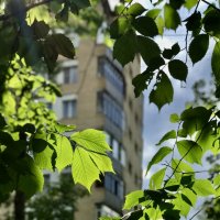 Городские изумруды!) :: Любовь Городские изумруды!) :: Любовь