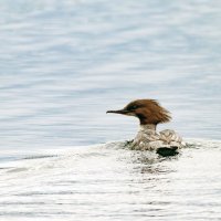 Крохаль. :: Yuri Chudnovetz Крохаль. :: Yuri Chudnovetz