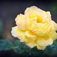 они на радость нам даны :: Олег Лукьянов они на радость нам даны :: Олег Лукьянов