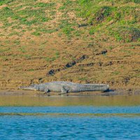 Население реки Чамбал :: Георгий А