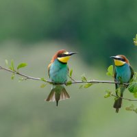 Золотистые щурки :: Александр Золотистые щурки :: Александр