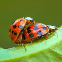Божьи коровки :: Aleksey Afonin