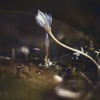 Осеннее таинство. :: Анатолий Щербак