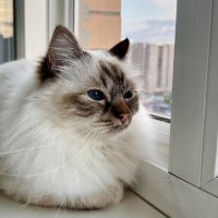 Городской ;-) :: Алексей Пышненко