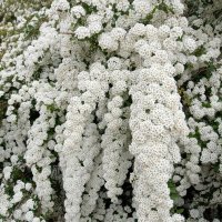 Водопад цветов :: Татьяна Пальчикова