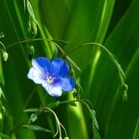 Синий ленок :: Милешкин Владимир Алексеевич Синий ленок :: Милешкин Владимир Алексеевич