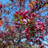 Яблоня Недзвецкого :: Veera V