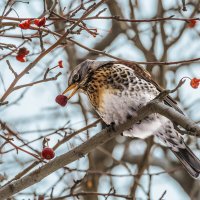 Дрозд :: SanSan 