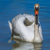 Лебедь :: Игорь Сикорский Лебедь :: Игорь Сикорский