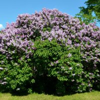 Москва. Парк Коломенское. :: Наташа *****