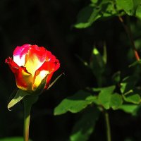 Королева :: Юрий Гайворонскiий