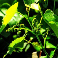 На моём участке :: Юрий Гайворонскiий