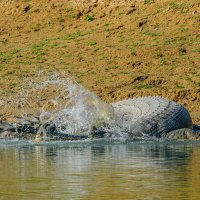 Крокодил гавиал :: Георгий А