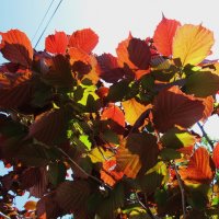 краски мая :: Елена Шаламова