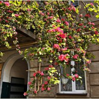 Боярышник. :: Валерия Комова