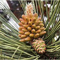 Шишка и микростробилы сосны пицундской. :: Валерия Комова