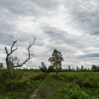 По краю болота... :: Николай Гирш По краю болота... :: Николай Гирш