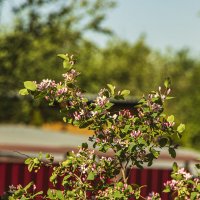 Ещё раз про жимолость :: Петр Беляков