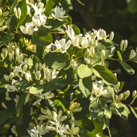 Белоцветие. :: Петр Беляков