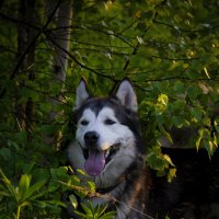 Ярик. :: leff Postnov