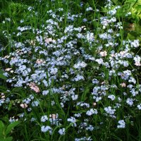 Незабудки :: Рита Симонова