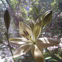 «Нежно обня́вшись с последним лучом, лилия дремлет и грезит. О чём?..» :: Михаил Андреев