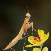 Богомол на цветках коровяка. :: Александр Григорьев