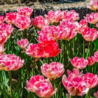 парк Цветник :: Дмитрий Лупандин