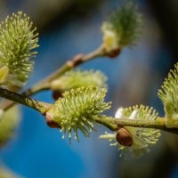Весенний этюд... :: Николай Гирш Весенний этюд... :: Николай Гирш