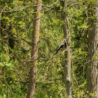 Мне сверху видно всё.... :: Ирина Соловьёва