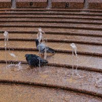 Водные процедуры :: Ирина Соловьёва Водные процедуры :: Ирина Соловьёва