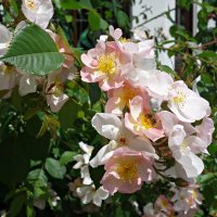 Прекрасна весна... :: Галина 