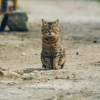 Крым. Гурзуф. Май 2025 :: Вячеслав Владимирович