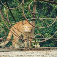 Крым. Гурзуф. Май 2025 :: Вячеслав Владимирович