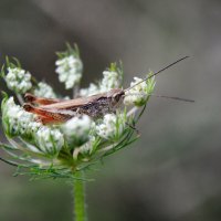 " колыбелька для ночлега..." :: Надежда Куркина 