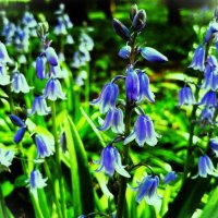 Нежное очарование Гиацинтоидеса :: Aida10 