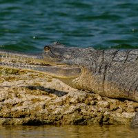 А зубы какие !!!! :: Георгий А