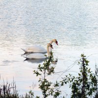 Эти птицы – символ верности. :: Yuri Chudnovetz Эти птицы – символ верности. :: Yuri Chudnovetz