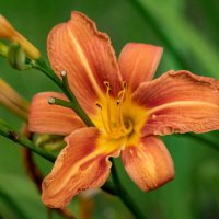 О лилейнике... :: Николай Гирш О лилейнике... :: Николай Гирш