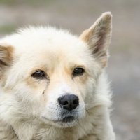 Мой Кузя... :: Андрей Катков