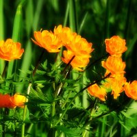 Огоньки :: Павел Трунцев Огоньки :: Павел Трунцев