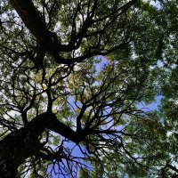 Дерева вы мои дерева! :: Любовь Дерева вы мои дерева! :: Любовь