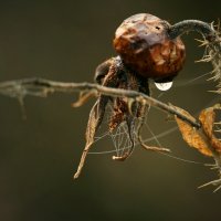 прошлогодний шиповник :: Андрей Литов прошлогодний шиповник :: Андрей Литов