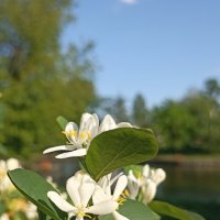 Весна в разгаре :: Pippa 