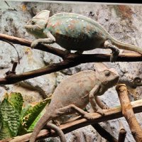 В Москвариуме - хамелеоны :: <<< Наташа >>>