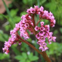 Цветочное настроение :: Наталья Герасимова