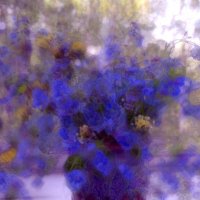 "Незабудки". :: Журавлев Владимир 