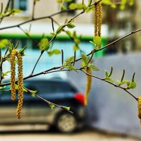 Май...В городе цветут березы! :: Владимир 
