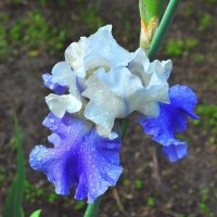 весенний цветок :: Vladimir Lisunov весенний цветок :: Vladimir Lisunov